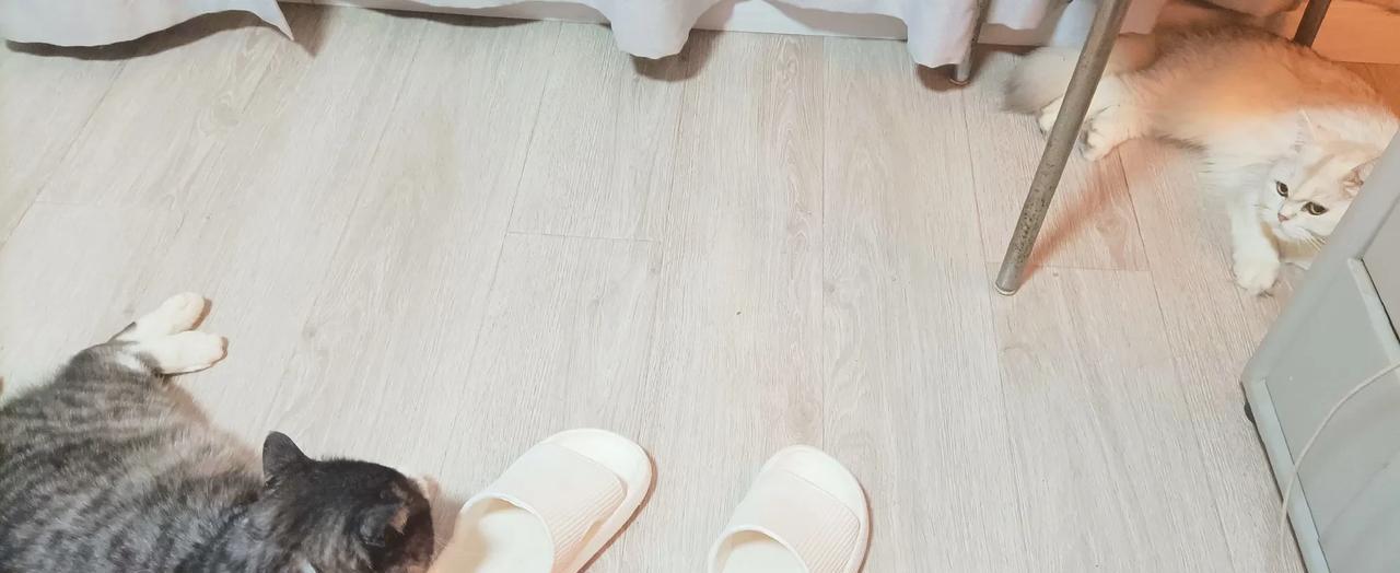 现在，只要我一开空调，无论在哪间屋，两小只就会立即跟过来，享受凉爽的温度。
天热