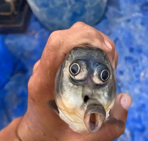 今日垂钓奇遇！钓上的鱼撞脸热门表情包？