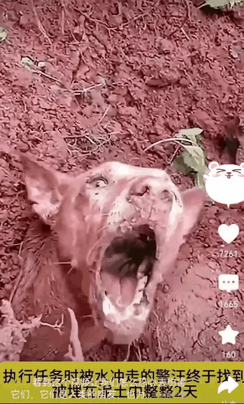 军犬在灾难面前舍生忘死，自己陷入绝境后，训导员与军犬情同兄弟，两天两夜的坚持，终