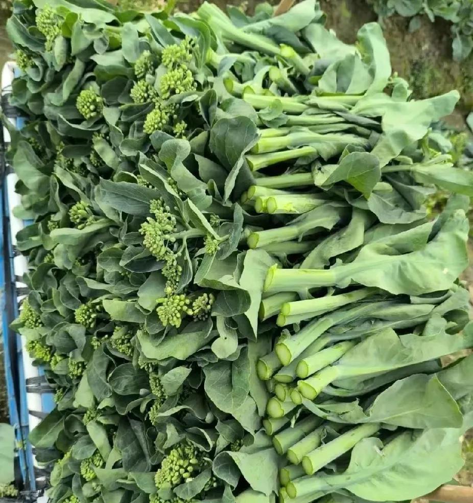 虽然是姐妹俩，味道各不同
有一种菜，还没有普及开，但是很好吃，就是菜苔。
菜心有