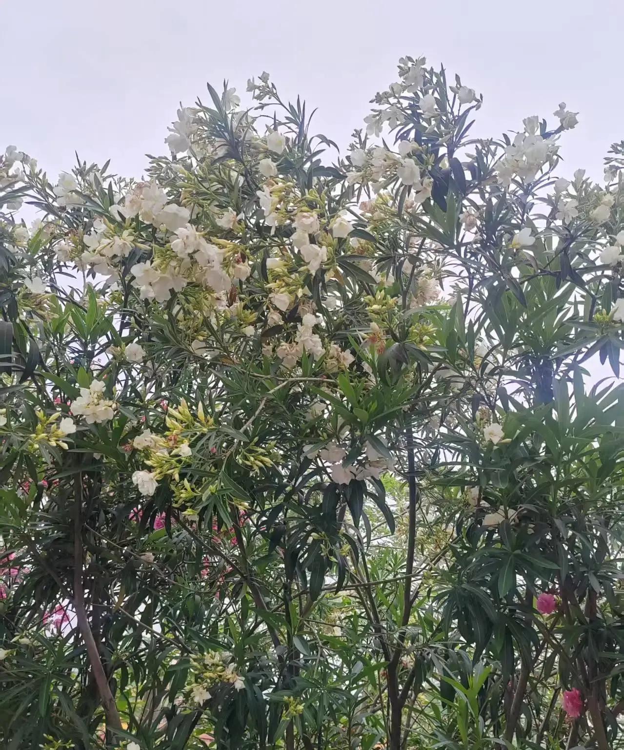 我发现，男人50岁以后都有老人味了。
我老公51岁，昨天吃完晚饭，我们都坐在沙发
