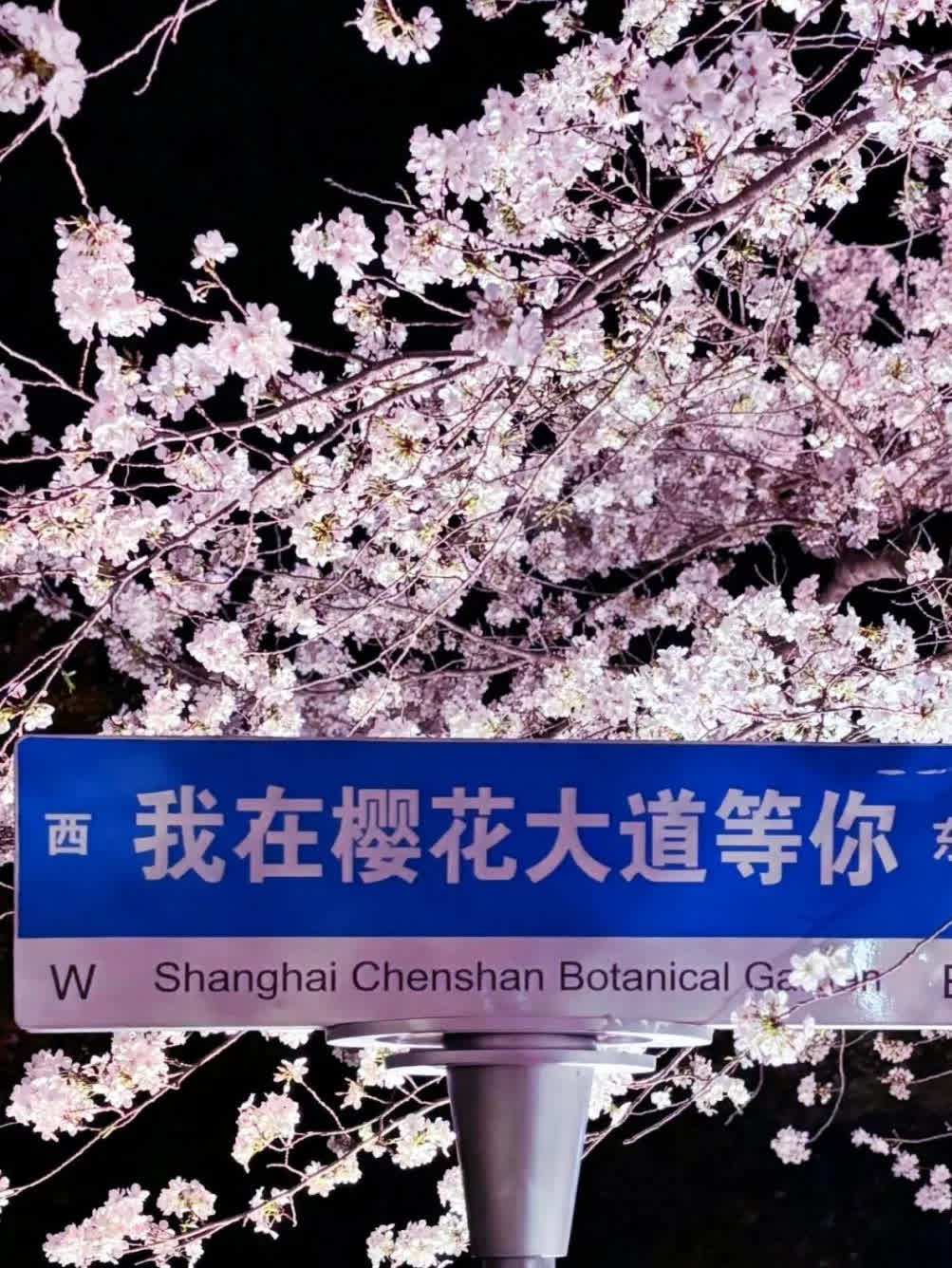 宝子们！还在辰山植物园挤得怀疑人生？我这个野生旅游博主真心跟你们说，魔都樱花季真