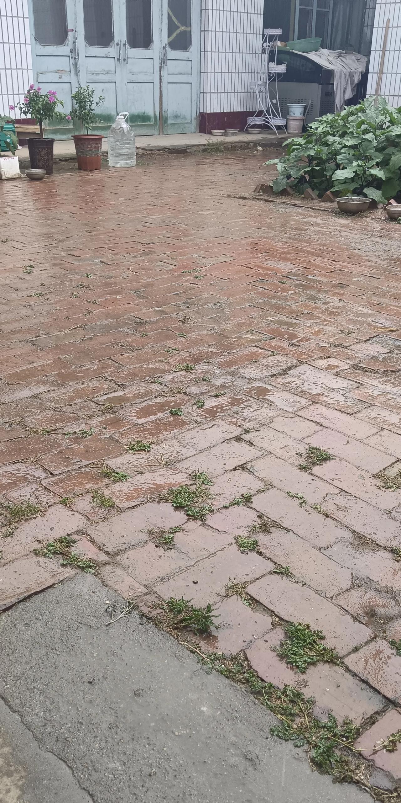 今天回老房子
赶上下雨了
骑电车来的
你说我怎么回去
家里啥都没有
就有一缸水