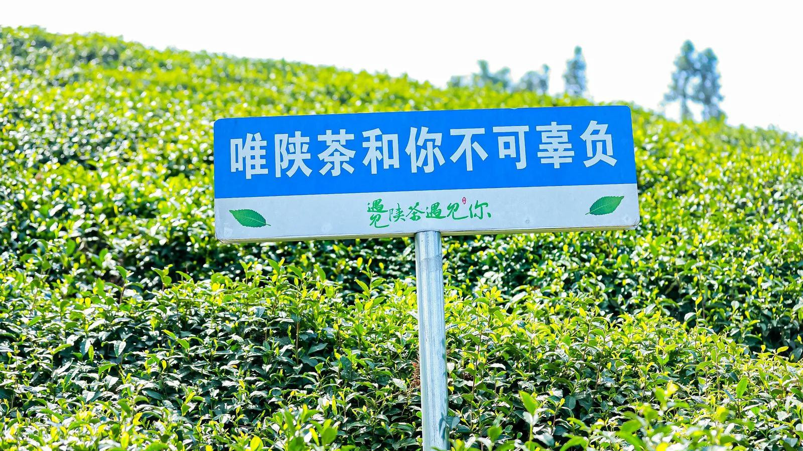 茶产业与文旅相融合，茶味愈香，民众更富。