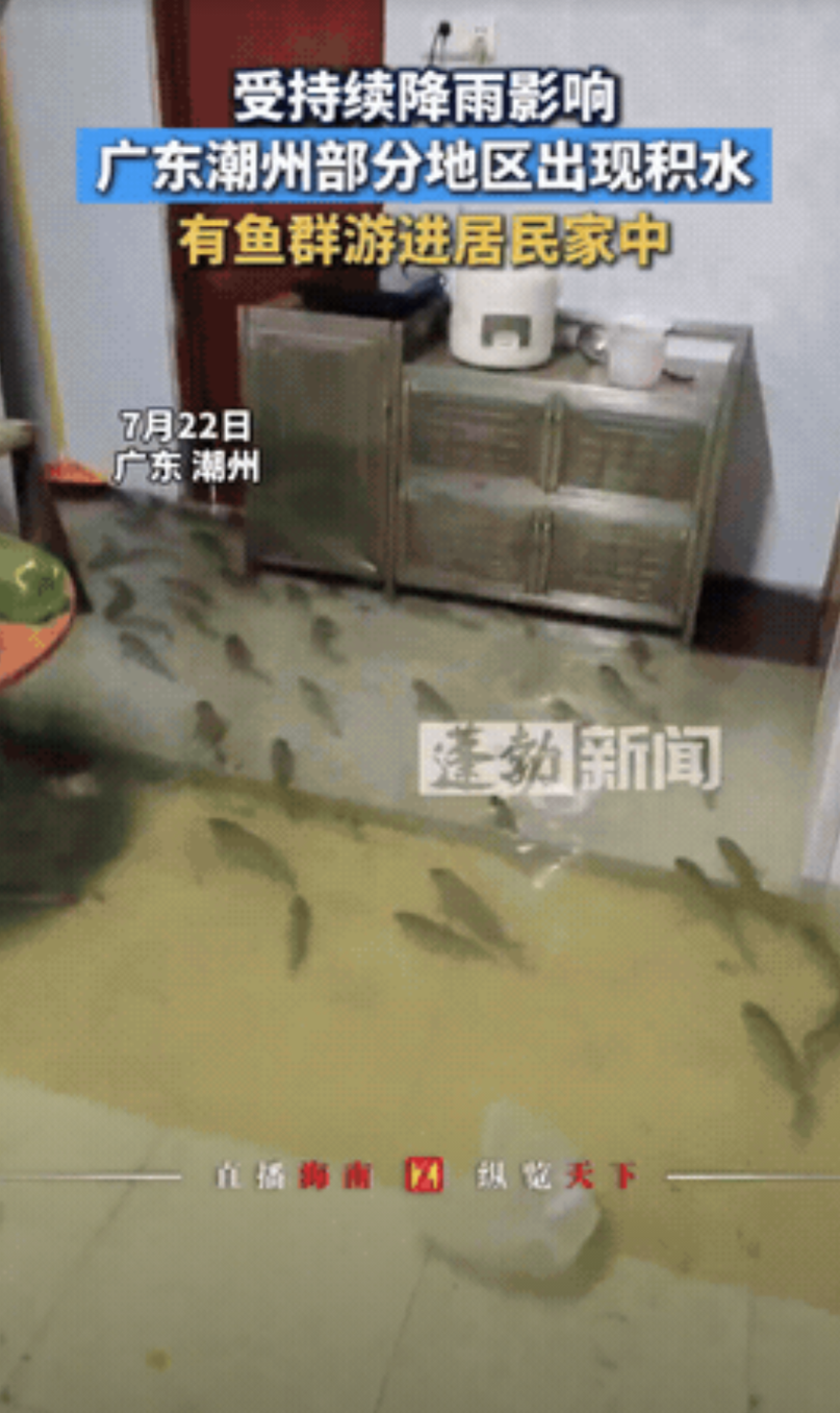 格局打开了！广东，暴雨把鱼塘冲垮了，数不清的罗非鱼游到了村民家里，村民们把鱼全都