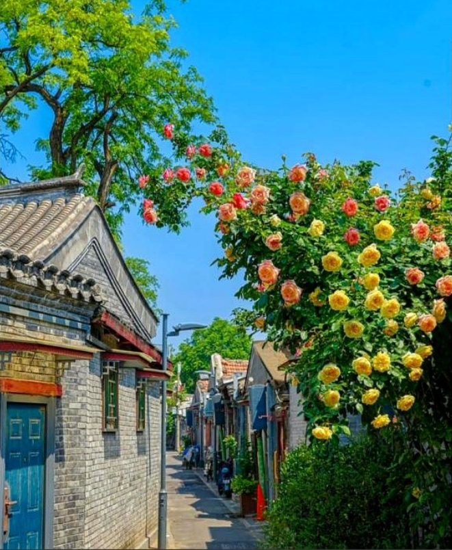 我大哥绝对是人间清醒！

你发现没？

现在路上骑电动车的老头老太太越来越多了，
