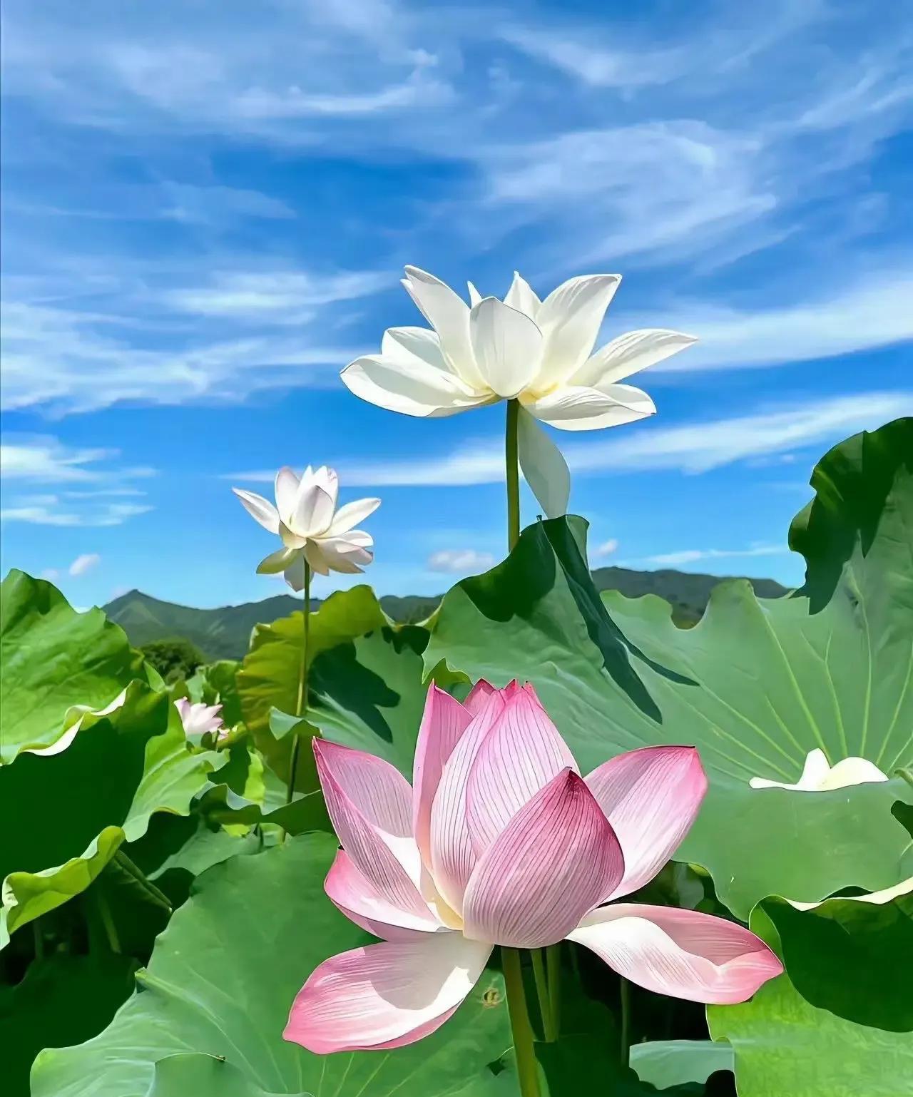 我干命理这行好些年了，真心劝那些不信命的人，别轻易来算。
前几天有个年轻小伙找我