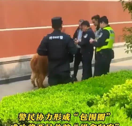 多位网友爆料称
在上海徐家汇附近
看到了两只正在“撒欢”的羊驼！
网友拍摄