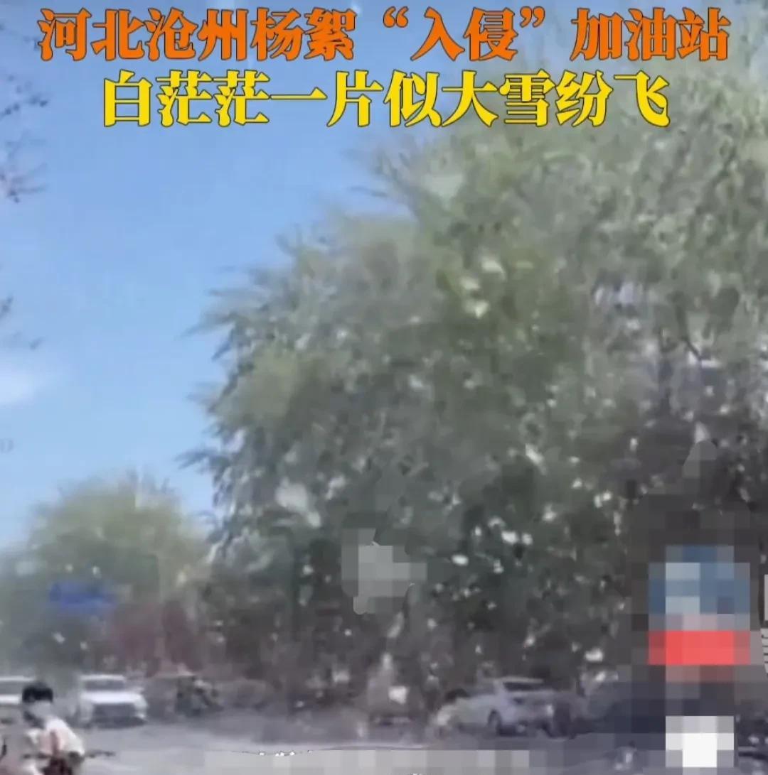 河北沧州某加油站，正是杨花飞絮漫天飞舞的时候。
一年一度的杨花，经受不了大地母亲