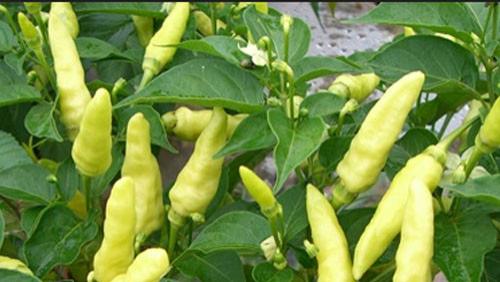 小米辣种植的土壤管理