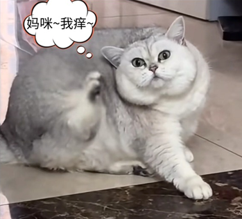 给猫咪去除跳蚤大作战！手把手教你搞定这些小麻烦