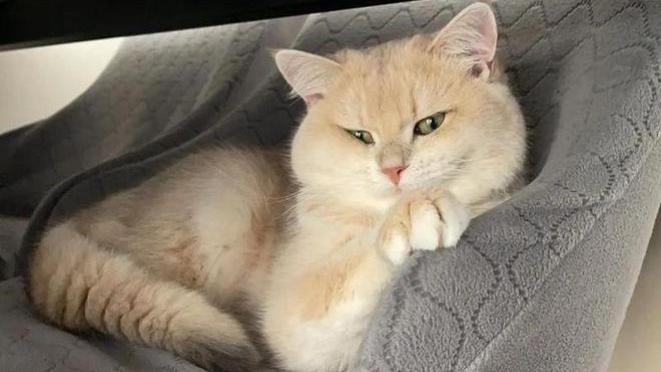 猫咪睡相能有多丑？四脚朝天吓哭家人，结果虚惊一场！猫：怪我咯