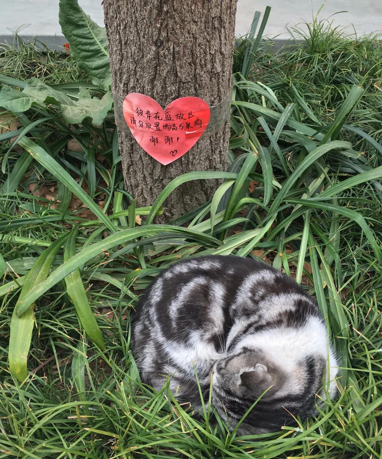 西安大兴善寺的小猫咪，树上写的彼岸花盛放区，请勿放置物品与采摘，结果小猫视而不见