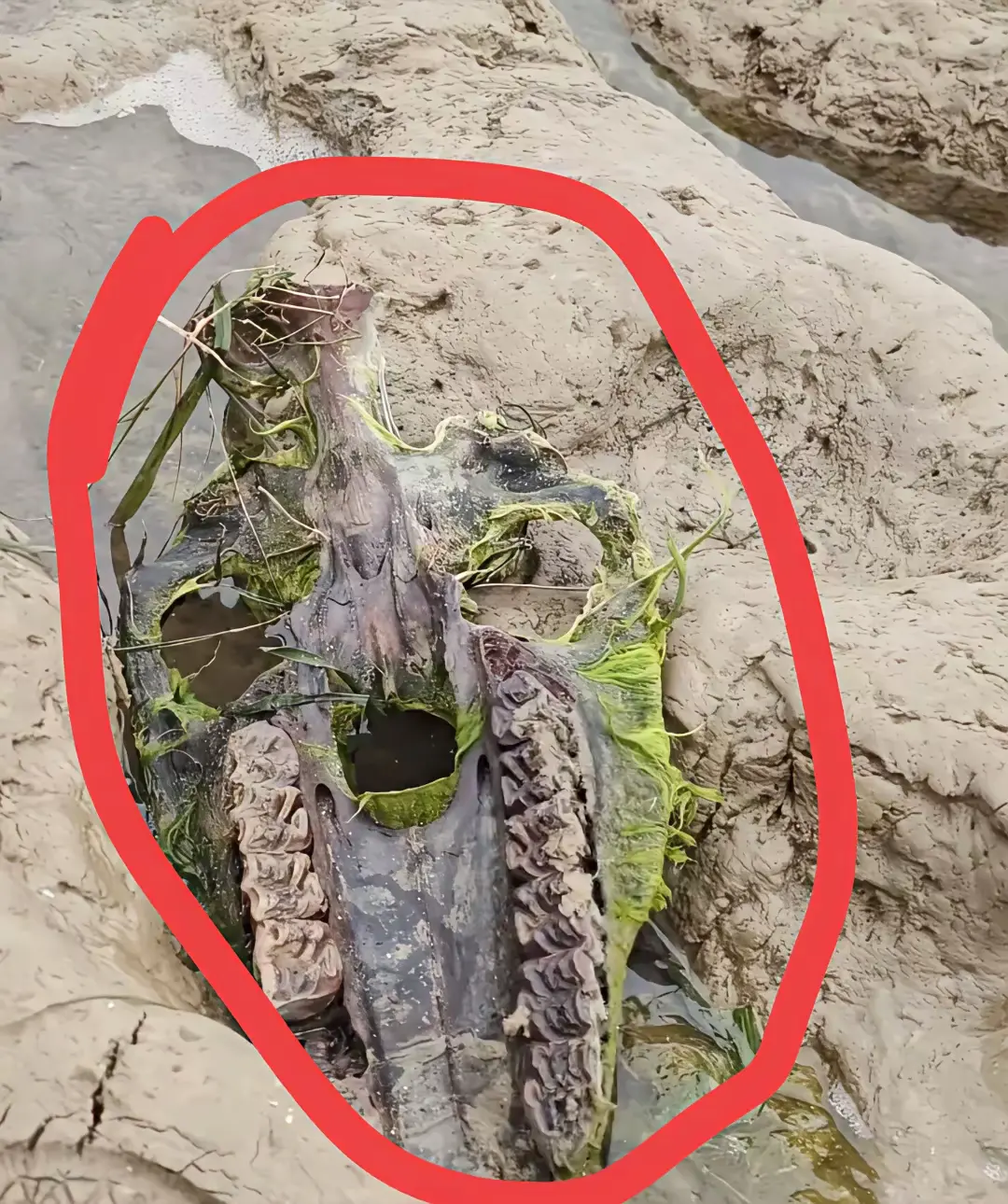 有没有懂的友友们给我解答一下疑惑，这是什么