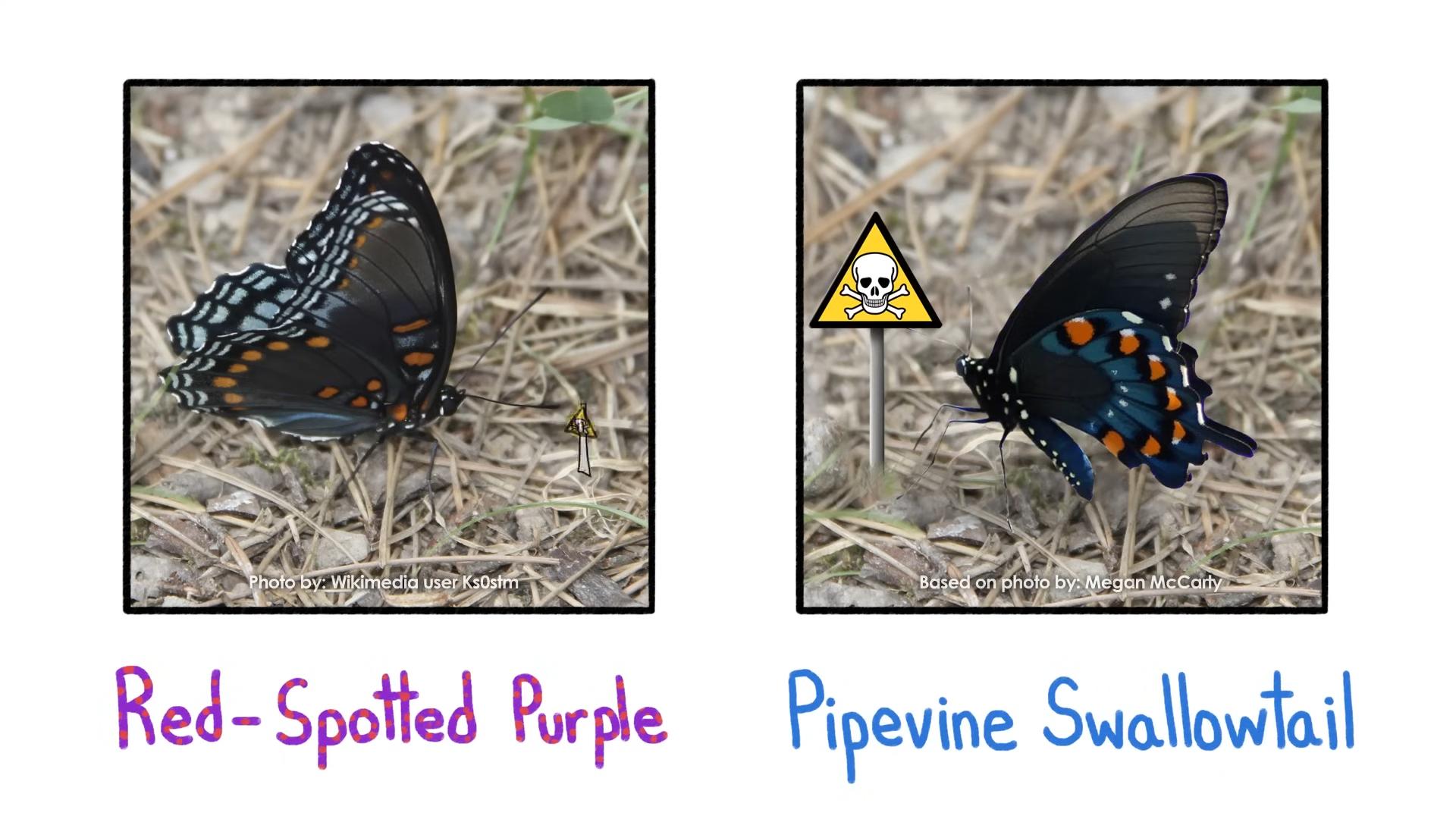 这两种蝴蝶明明长得不像，却能在一起“生娃”