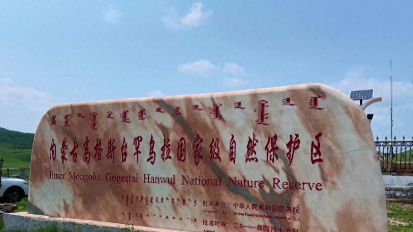 消失40余年！2023年，在内蒙古又发现15亩，工作人员24小时巡逻