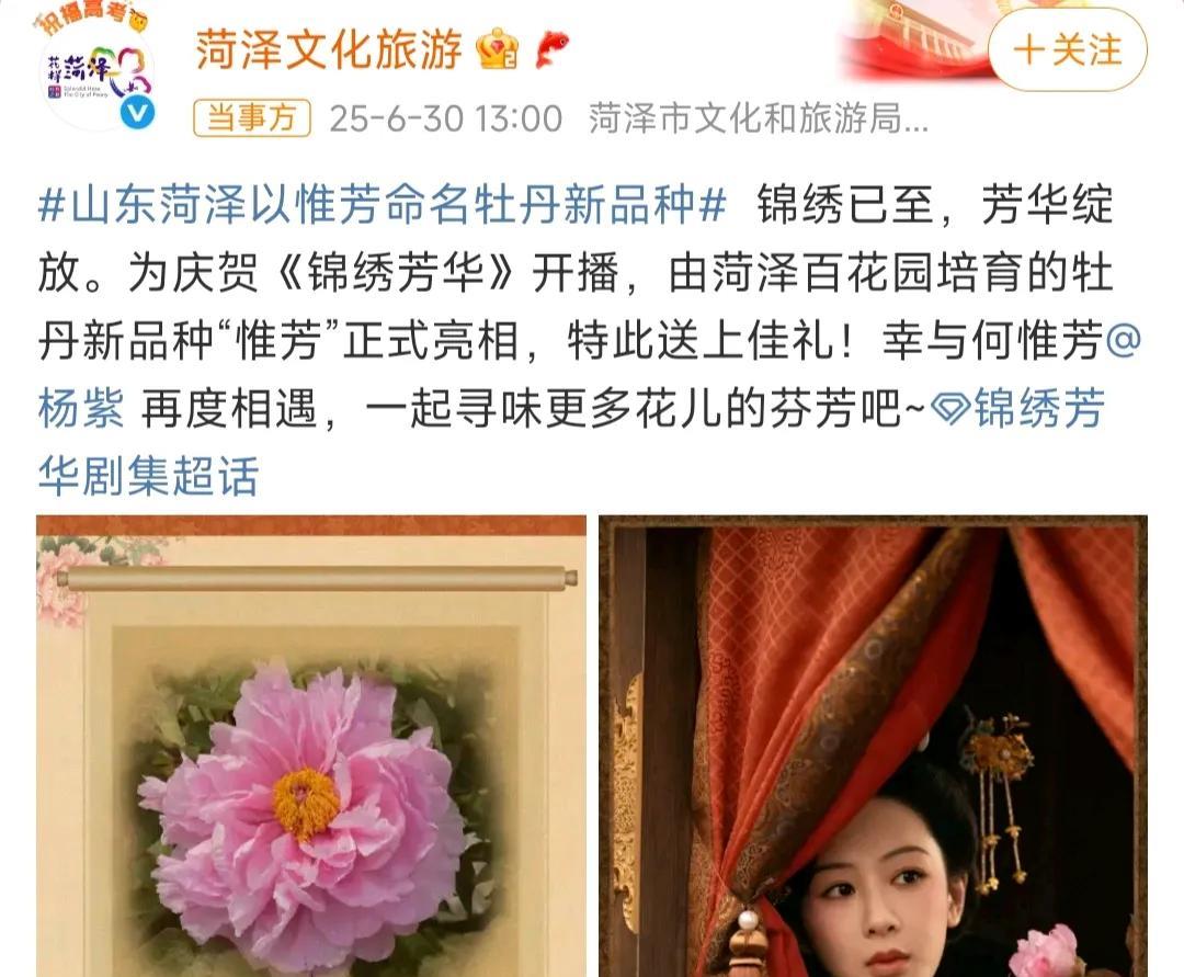 菏泽文旅这次抓住了流量的密码，把新品牡丹命名为“惟芳”。杨紫给予回应：“戏里戏外