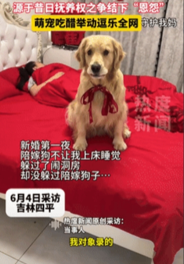 “万物皆有灵！”6月4日，吉林四平，一夫妻新婚第一夜，新郎准备上床睡觉时，陪嫁狗
