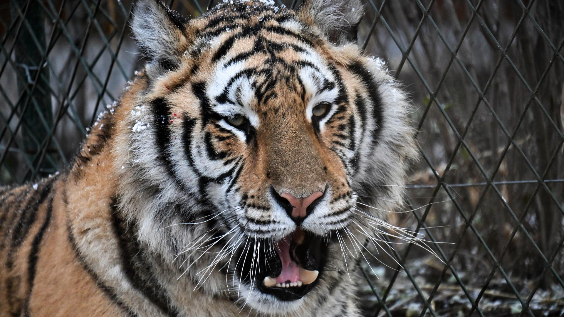 黑龙江东北虎林园迎雪，“王者”露憨态