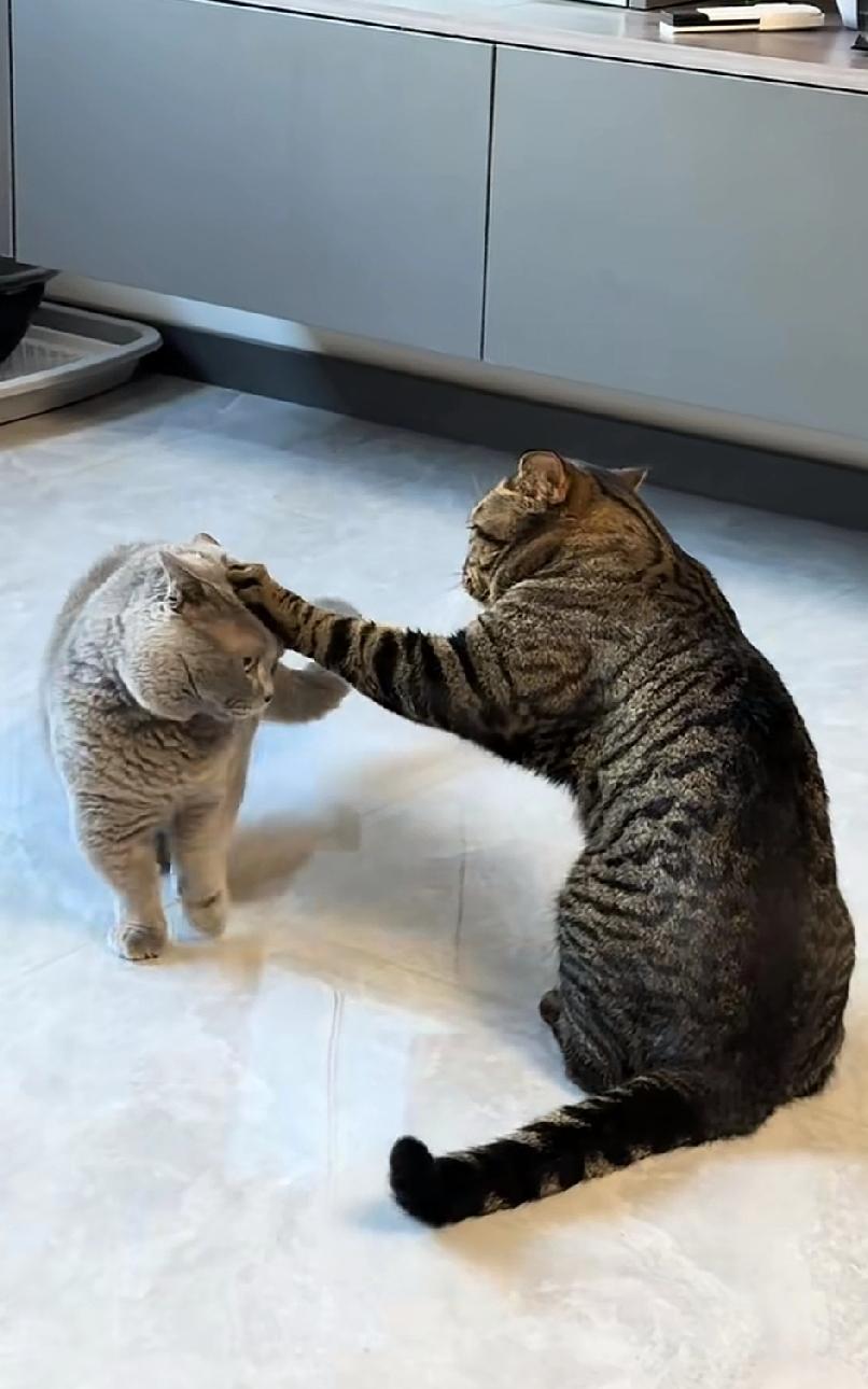 猫咪打架，狸花猫竟对蓝猫来了个摸头杀，你们知道这是为何吗？
蓝猫和狸花猫从小一起