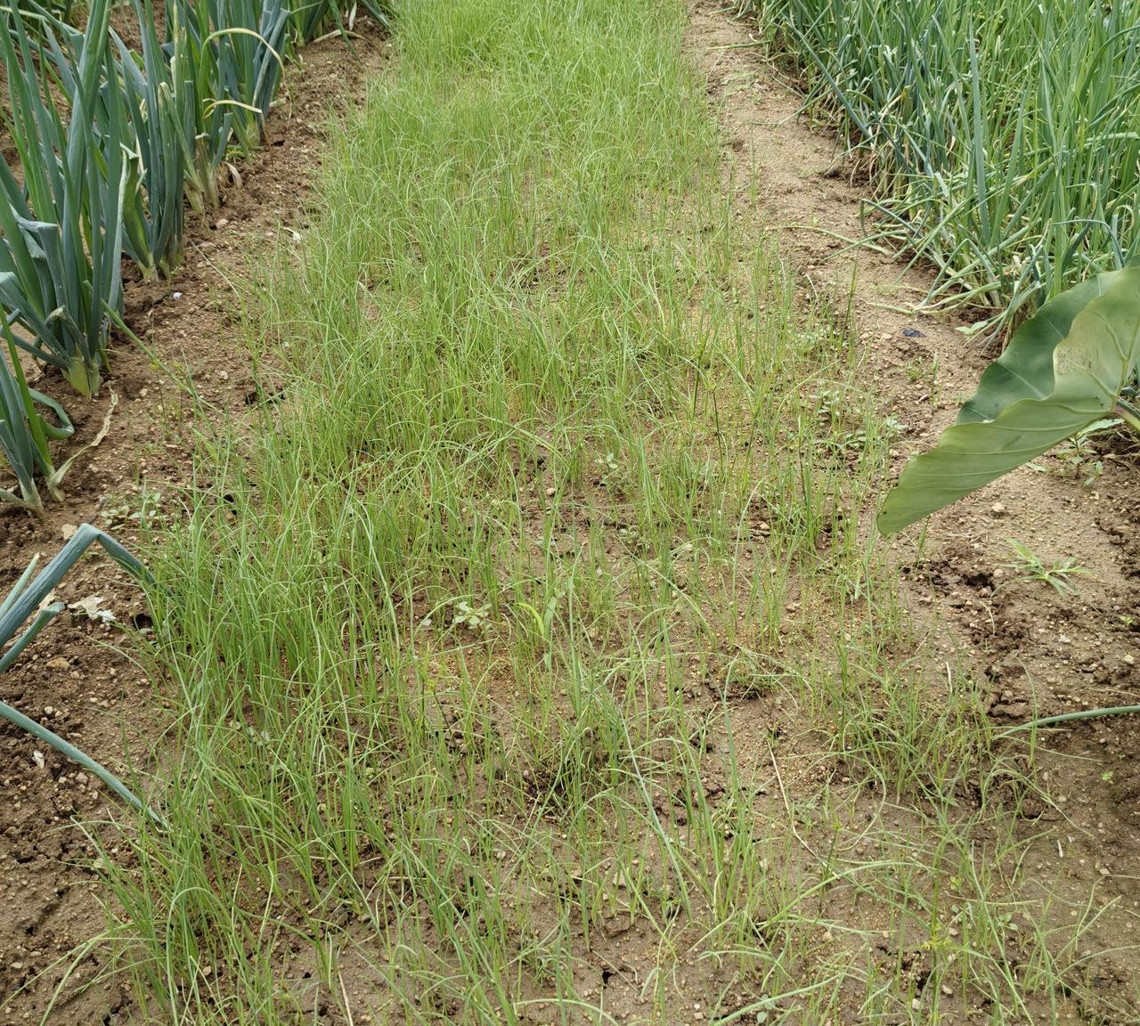 今秋多雨，秋菜越冬菜苗地涝湿板结，我有两条应对措施。
今天这雨，又是预报中的小雨