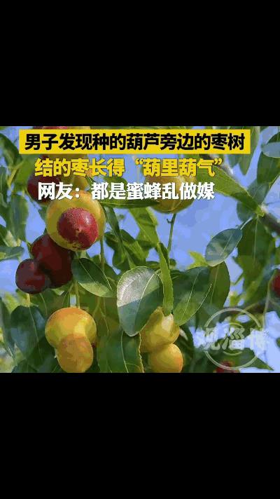 “解释不清了！”山东，一男子把葫芦种在了枣树的旁边，没想到，枣树结出的枣子竟“葫