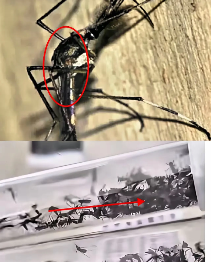 广东佛山的“毒蚊子”咬人事件有了新进展。

根据最新的官方消息，佛山当局已经把此