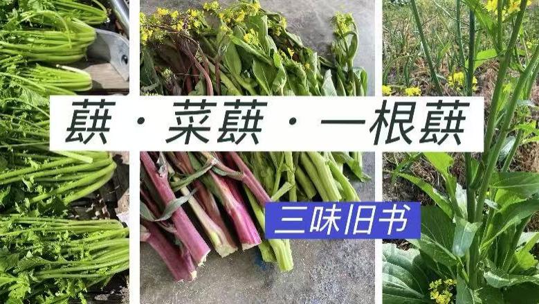 上海方言：蕻·菜蕻·一根蕻