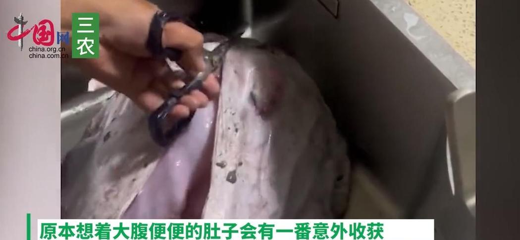 辽宁大连，一女子在某海鲜商贩处买了条极丑的鮟鱇鱼，由于这条鮟鱇鱼的肚子特别大，女