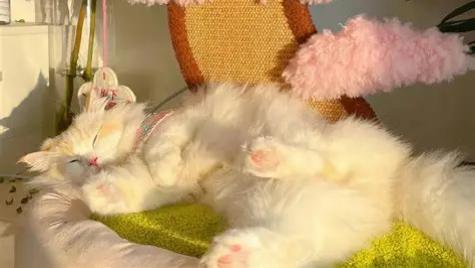 什么猫粮品质好？央视测评推荐的猫粮品牌排行前三产品，