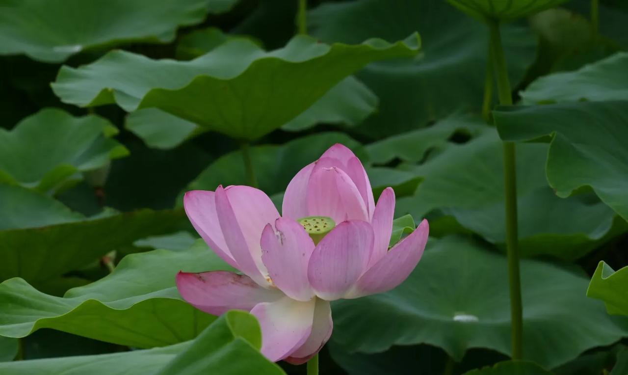 父亲在，天就在；母亲在，家就在，人这一生谁都不欠，只欠父母的。
何为孝顺：面对贫