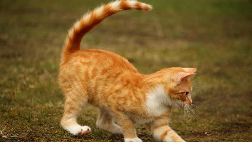 宠物猫粮哪个牌子好还安全？2026年口碑好的猫粮排名五大品牌