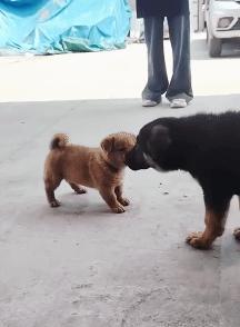 巷口那只小黑狗，毛发支棱，嗓门儿奇大，见到小黄狗就叫，小黄真发威了，它偏又爱缩着