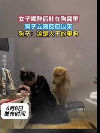 6月8日这天，有个超逗的事！一位女子喝得醉醺醺，直接“瘫”在了狗窝里吐起来，那姿