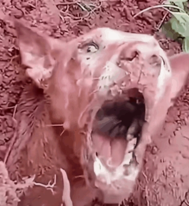 泪目了！执行任务时被冲走的军犬终于找到了，在泥土里面埋了整整两天。
还好没有放弃