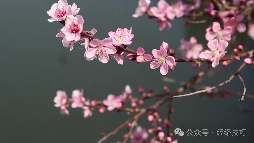 养肝就是养气色！春天多吃这碗“疏肝粥”，脾和肝顺，把气血补到脸上