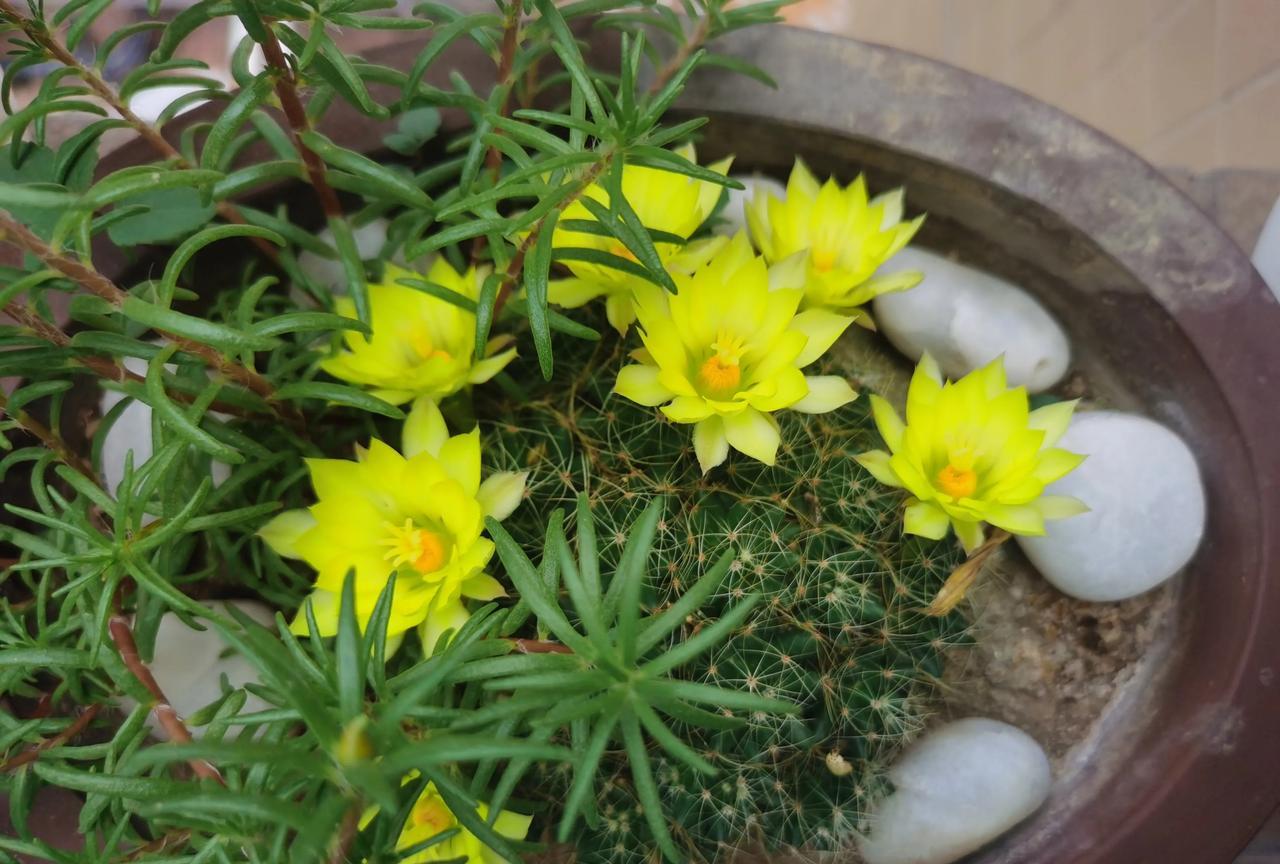 今年的金星爆盆了，黄色花朵很鲜艳，太惊艳漂亮了…[比心][福][福][福]