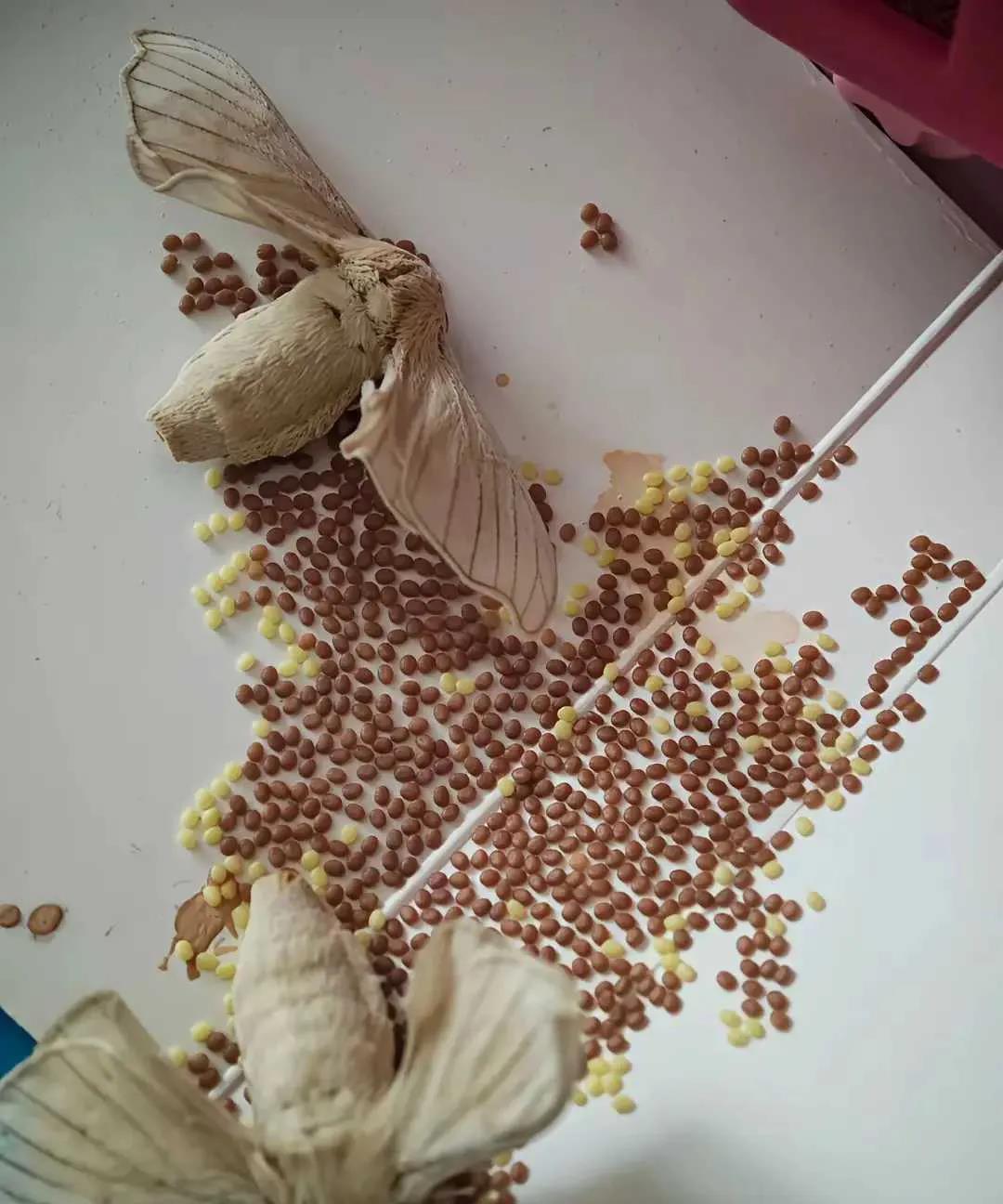 天塌了！不会又要孵化了吧