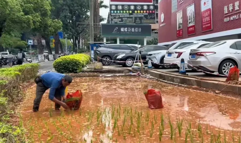 牛，就是这么牛，市中心栽水稻。

一位大叔不急不慌的在市中心插秧，动作很规范，不