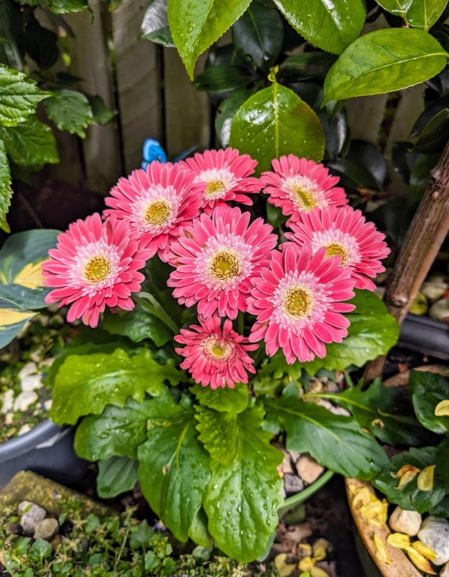 年度最省心草花！耐寒非洲菊 Sweet 系列简直是我的梦中情花