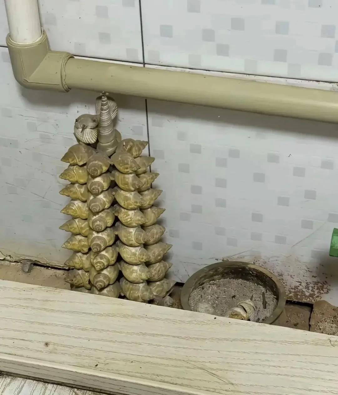出租房里看见摆的这个有点担心
这样的房子能租吗