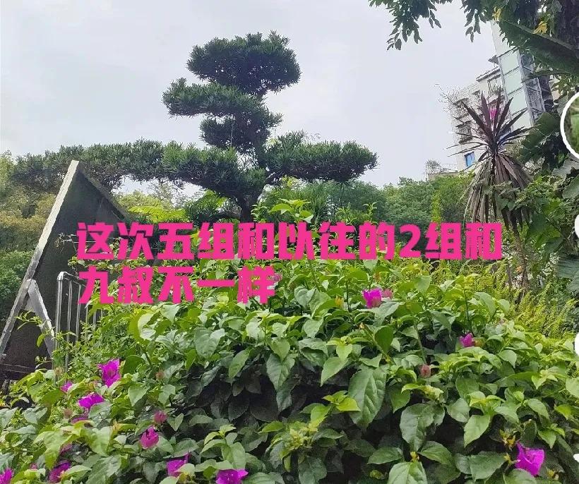 柴桑大姐：五组这次不一样，给力！已拿到汇报门票！



这真是令人振奋的消息！大