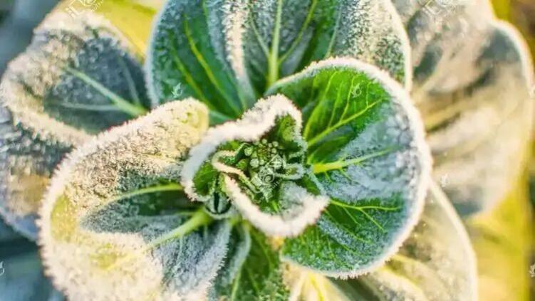 打了霜的白菜，为什么又甜又嫩？