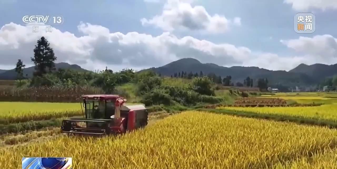 我国秋粮作物品种多，从南到北范围广。农业农村部最新农情调度显示，目前西南地区秋粮