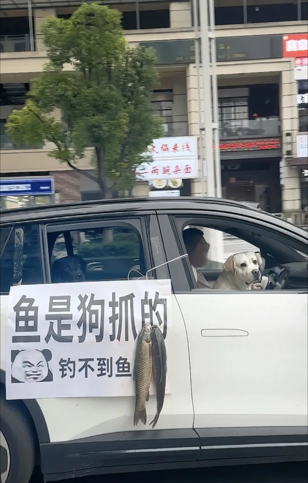 钓了半天鱼，一条没钓到，带的两条狗，下水给弄上两条