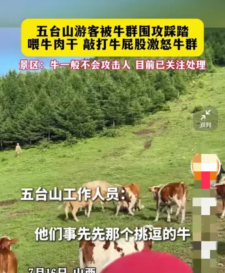 近日，一36岁男子来到五台山旅游，发现山上有牛群，于是就拿出随身携带的牛肉干喂牛
