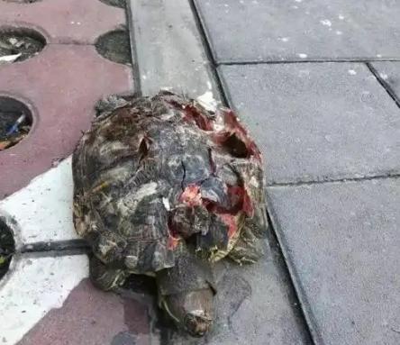 必须严惩！广东韶关，一对夫妻带着孩子在小区内玩耍，谁能想到，从天上掉下来一只乌龟