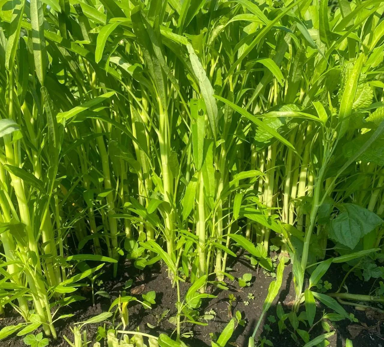 长在水中的柳叶白杆空心菜
空心菜，菜园的必备之菜，叶子可以下面条，杆茎可以炒五花
