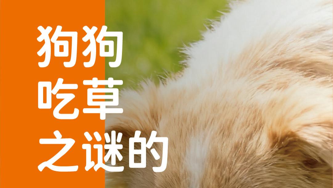 象乡宠物食品 | 狗狗吃草之谜