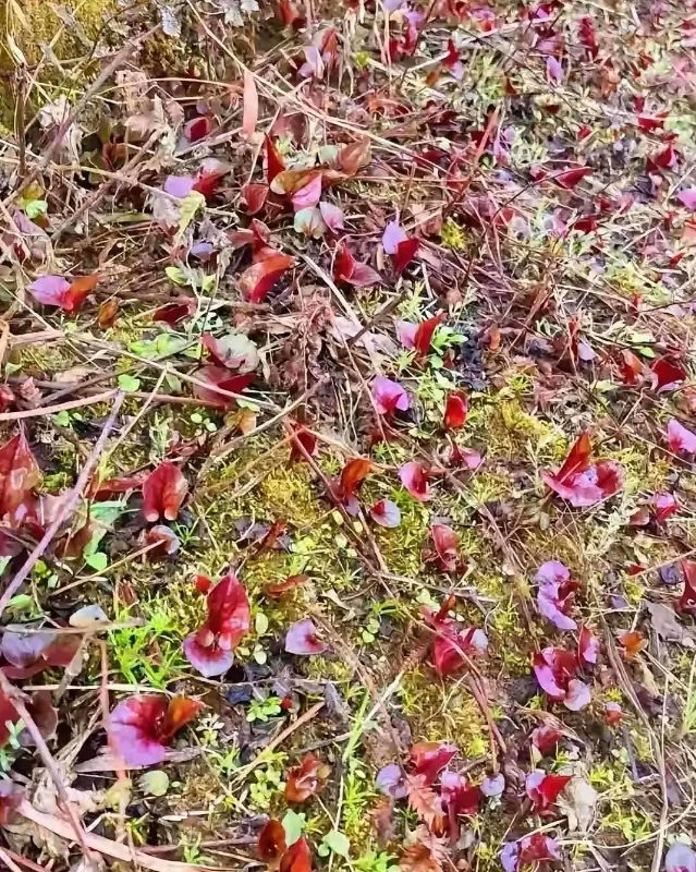 重庆，有一名男子跟家人到重庆旅游，在爬山的时候，在山上的山地上，发现了一种红色叶